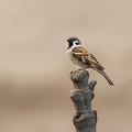 Moineau friquet Passer montanus - Eurasian Tree Sparrow