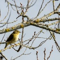 Pouillot fitis Phylloscopus trochilus - Willow Warbler