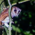 Phodile calong Phodilus badius - Oriental Bay Owl