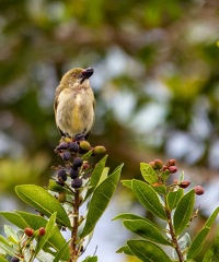 Dicée tacheté Prionochilus maculatus - Yellow-breasted Flowerpecker