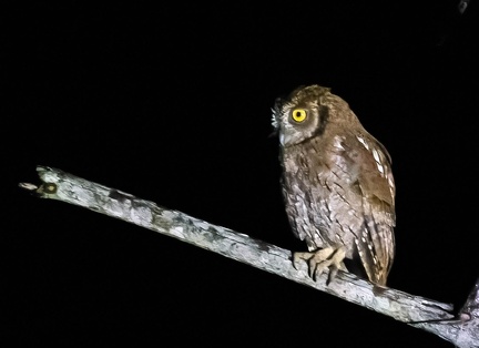 Petit-duc scops Otus scops - Eurasian Scops Owl