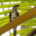Stourne bronzé Aplonis panayensis - Asian Glossy Starling (immature)