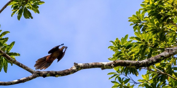 Phasianelle à tête rousse Macropygia ruficeps - Little Cuckoo-Dove