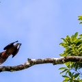 Phasianelle à tête rousse Macropygia ruficeps - Little Cuckoo-Dove