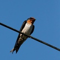 Hirondelle de Tahiti Hirundo tahitica - Pacific Swallow