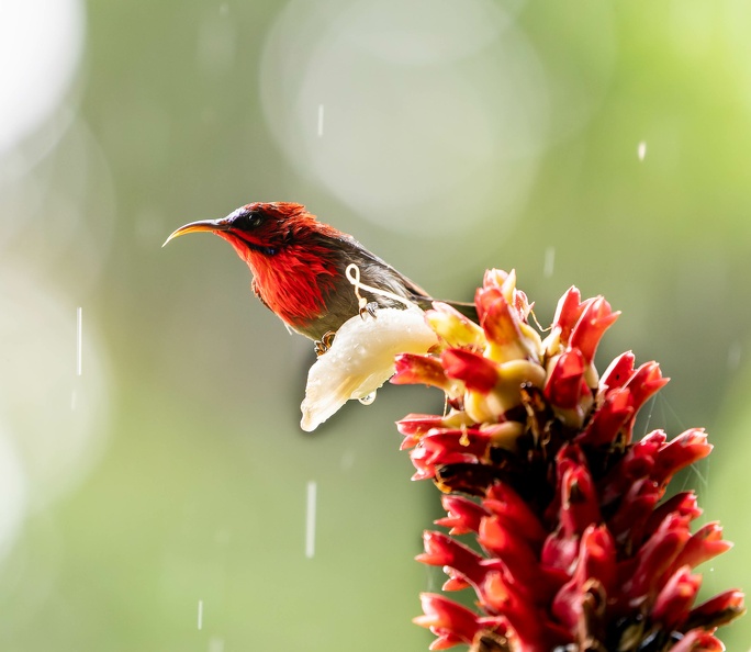 Souimanga siparaja Aethopyga siparaja - Crimson Sunbird