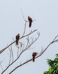 Phasianelle rousse Macropygia emiliana - Ruddy Cuckoo-Dove