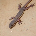 Gecko - gecko lezard (Gekkota)
