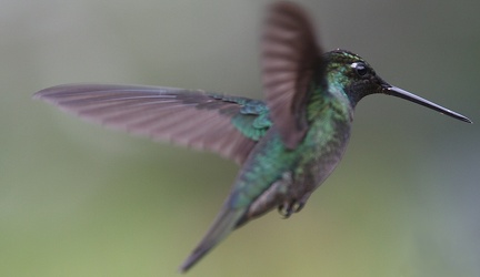 Colibri de Rivoli Eugenes fulgens - Rivoli's Hummingbird