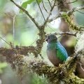  Quetzal resplendissant Pharomachrus mocinno - Resplendent Quetzal (femelle)
