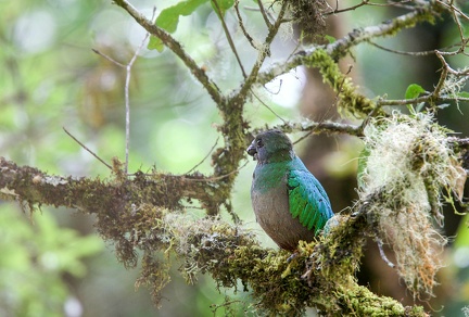  Quetzal resplendissant Pharomachrus mocinno - Resplendent Quetzal (femelle)