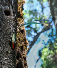  Quetzal resplendissant Pharomachrus mocinno - Resplendent Quetzal (rentrée dans le nid)
