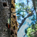  Quetzal resplendissant Pharomachrus mocinno - Resplendent Quetzal (rentrée dans le nid)