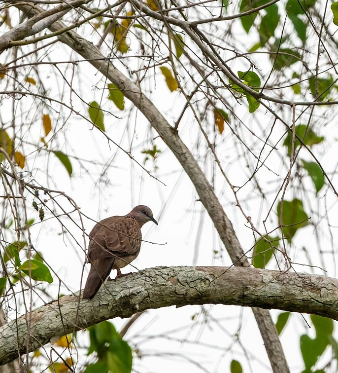 Tourterelle tigrine Spilopelia chinensis - Spotted Dove