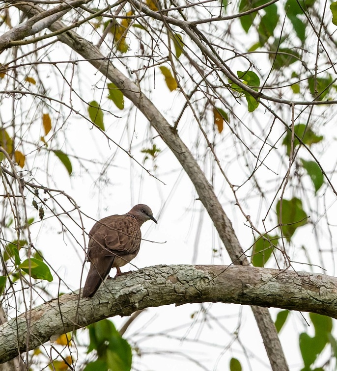 Tourterelle tigrine Spilopelia chinensis - Spotted Dove