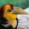 Calao festonné Rhyticeros undulatus - Wreathed Hornbill bebe