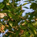Bulbul goiavier Pycnonotus goiavier - Yellow-vented Bulbul