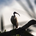 Ibis à tête noire Threskiornis melanocephalus - Black-headed Ibis