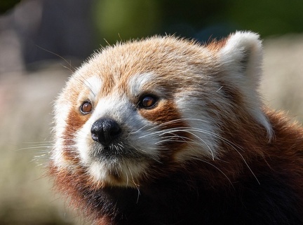 panda rouge (ailurus fulgens)