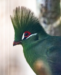 Touraco vert Tauraco persa - Guinea Turaco