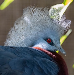 Goura de Sclater Goura sclaterii - Sclater's Crowned Pigeon