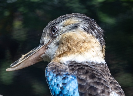 Martin-chasseur à ailes bleues Dacelo leachii - Blue-winged Kookaburra
