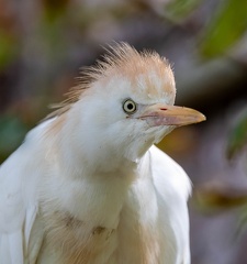 Héron garde-boeufs Bubulcus ibis - Western Cattle Egret