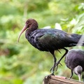 Ibis de Ridgway Plegadis ridgwayi - Puna Ibis