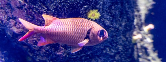 poisson soldat de castelnau - Myripristis amaena