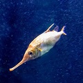 poisson bécassine - Macroramphosus gracilis 