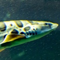 requin léopard