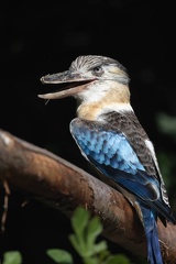 Martin-chasseur à ailes bleues Dacelo leachii - Blue-winged Kookaburra