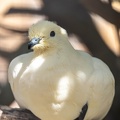 Carpophage blanc Ducula bicolor - Pied Imperial Pigeon