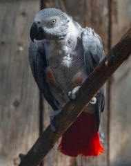 Perroquet jaco Psittacus erithacus - Grey Parrot
