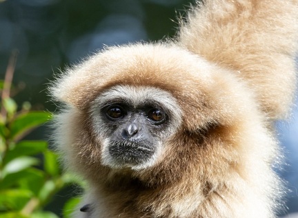 Gibbon à mains blanches - Hylobates lar