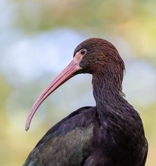 Ibis de Ridgway Plegadis ridgwayi - Puna Ibis