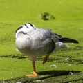 Oie à tête barrée Anser indicus - Bar-headed Goose