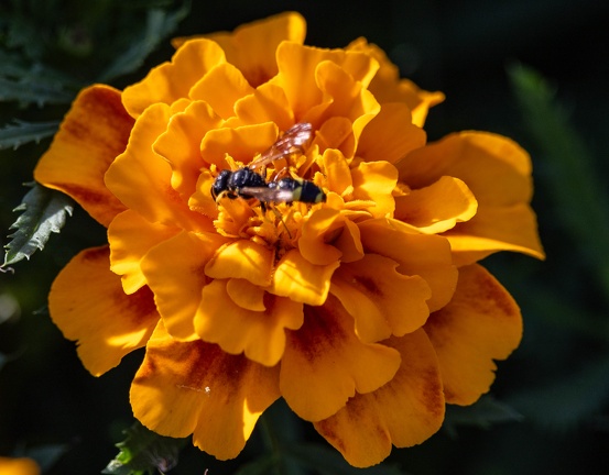 abeille et rose d'inde