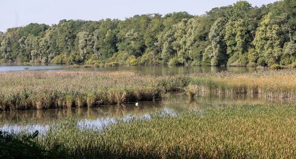 Réserve Naturelle Ornithologique de Ploegsteert (Belgique)