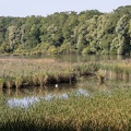Réserve Naturelle Ornithologique de Ploegsteert (Belgique)
