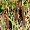 Massette (Typha)  roseau des étangs