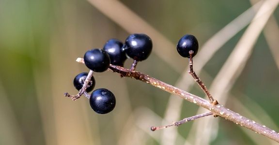 Morelle noire (Solanum nigrum)