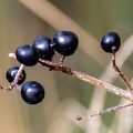 Morelle noire (Solanum nigrum)