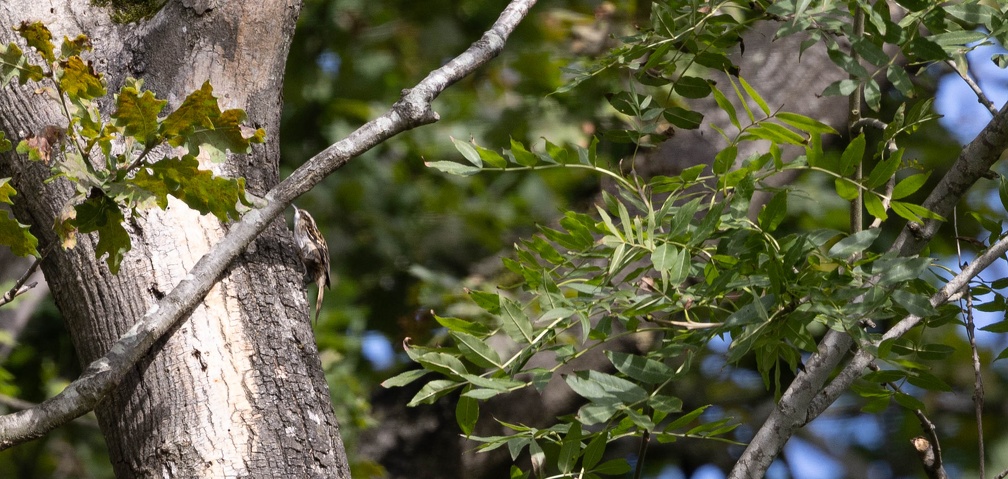 Grimpereau des jardins Certhia brachydactyla - Short-toed Treecreeper