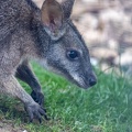 wallaby de parma (macropus parma)