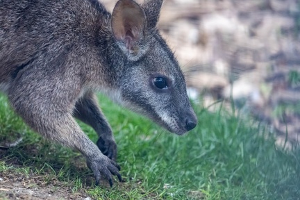 wallaby de parma (macropus parma)