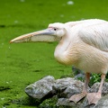 Pélican blanc Pelecanus onocrotalus - Great White Pelican
