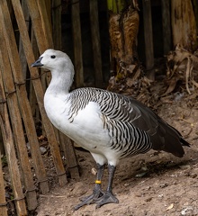 Ouette de Magellan Chloephaga picta - Upland Goose