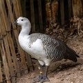 Ouette de Magellan Chloephaga picta - Upland Goose