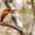 Martin-pêcheur malgache Corythornis madagascariensis - Madagascar Pygmy Kingfisher